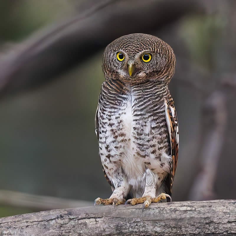 Indian Bird Photography by Hari K Patibanda