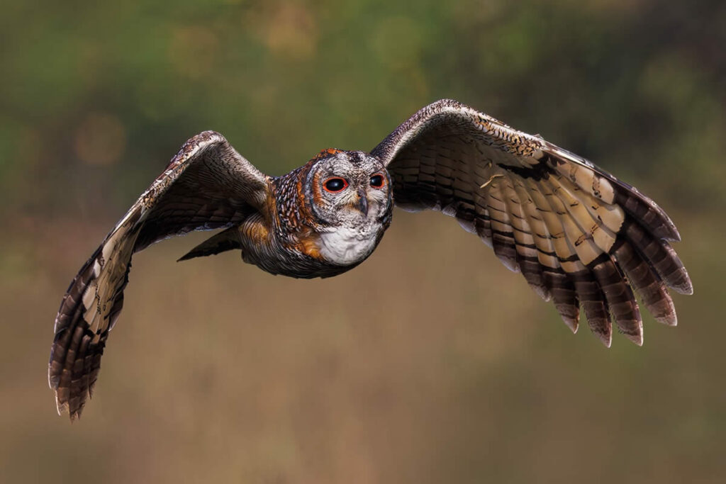 Indian Bird Photography by Hari K Patibanda