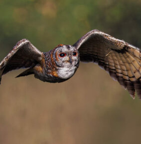 Indian Photographer Hari K Patibanda Captures the Beauty of Birds in Their Natural Habitat