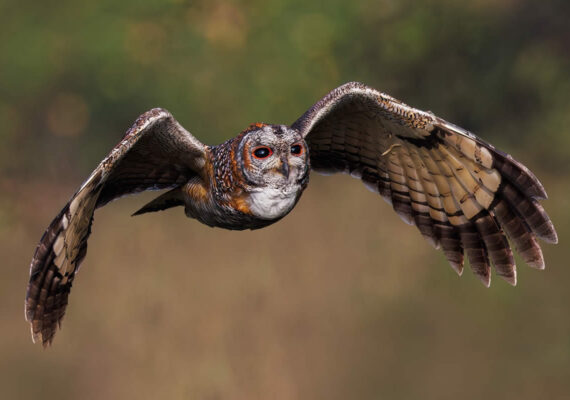 Indian Photographer Hari K Patibanda Captures the Beauty of Birds in Their Natural Habitat