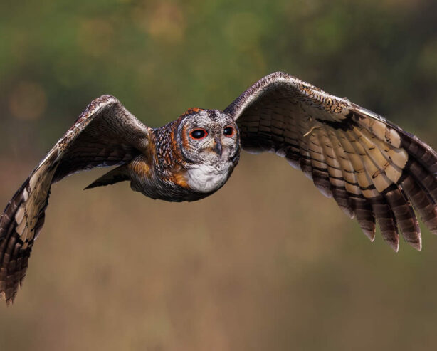 Indian Photographer Hari K Patibanda Captures the Beauty of Birds in Their Natural Habitat