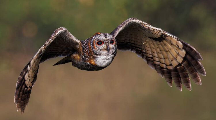 Indian Bird Photography by Hari K Patibanda