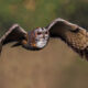 Indian Bird Photography by Hari K Patibanda