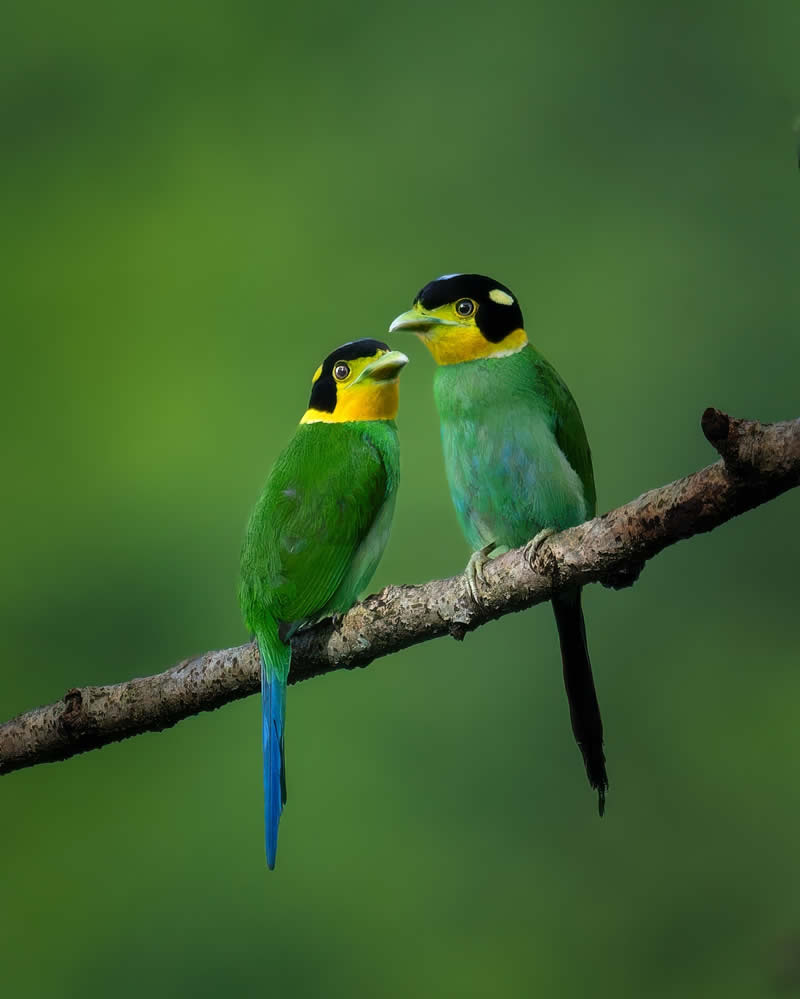 Indian Bird Photography by Subhash Saraff