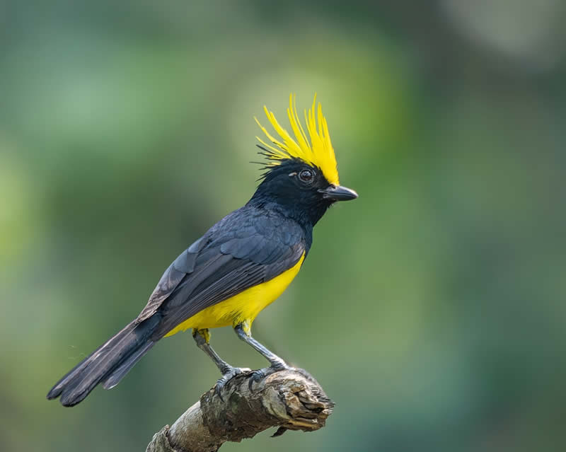 Indian Bird Photography by Subhash Saraff