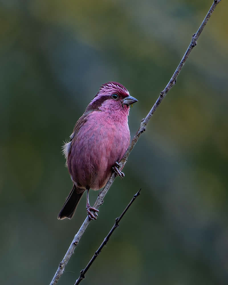 Indian Bird Photography by Subhash Saraff