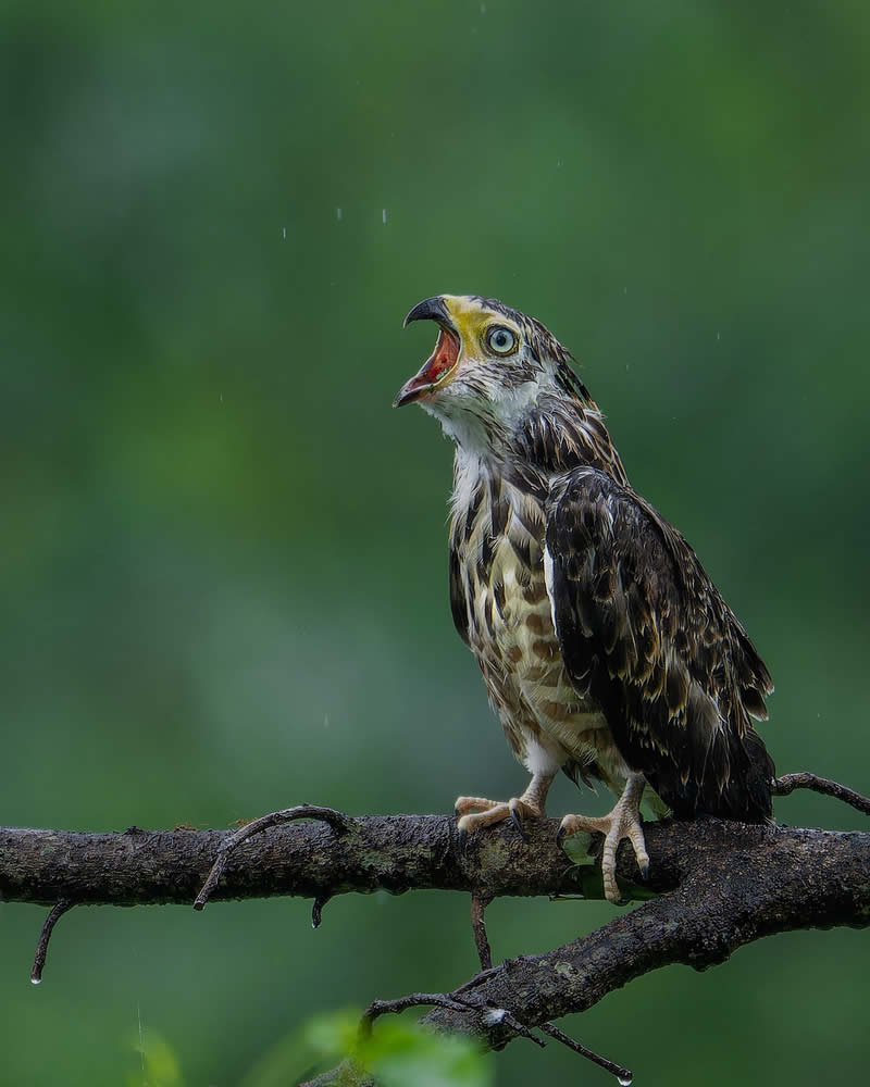 Indian Bird Photography by Subhash Saraff