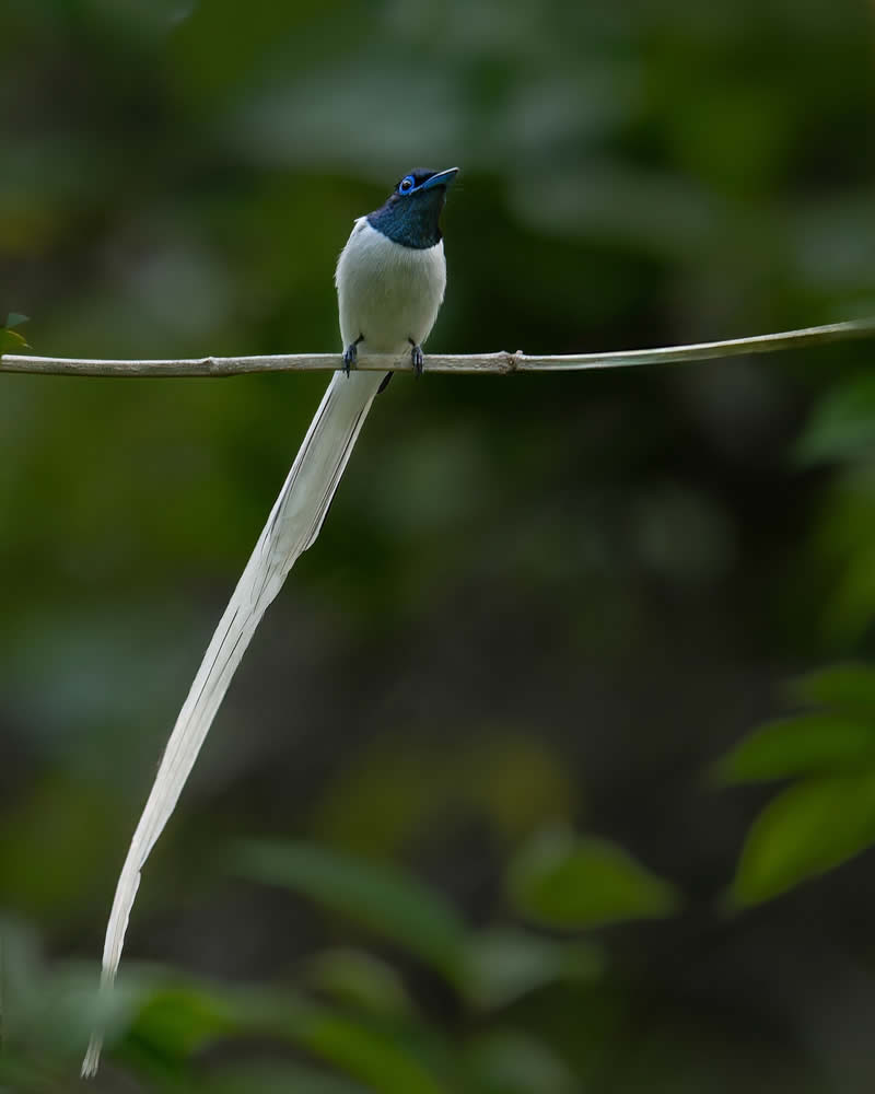 Indian Bird Photography by Subhash Saraff