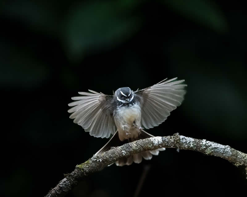 Indian Bird Photography by Subhash Saraff