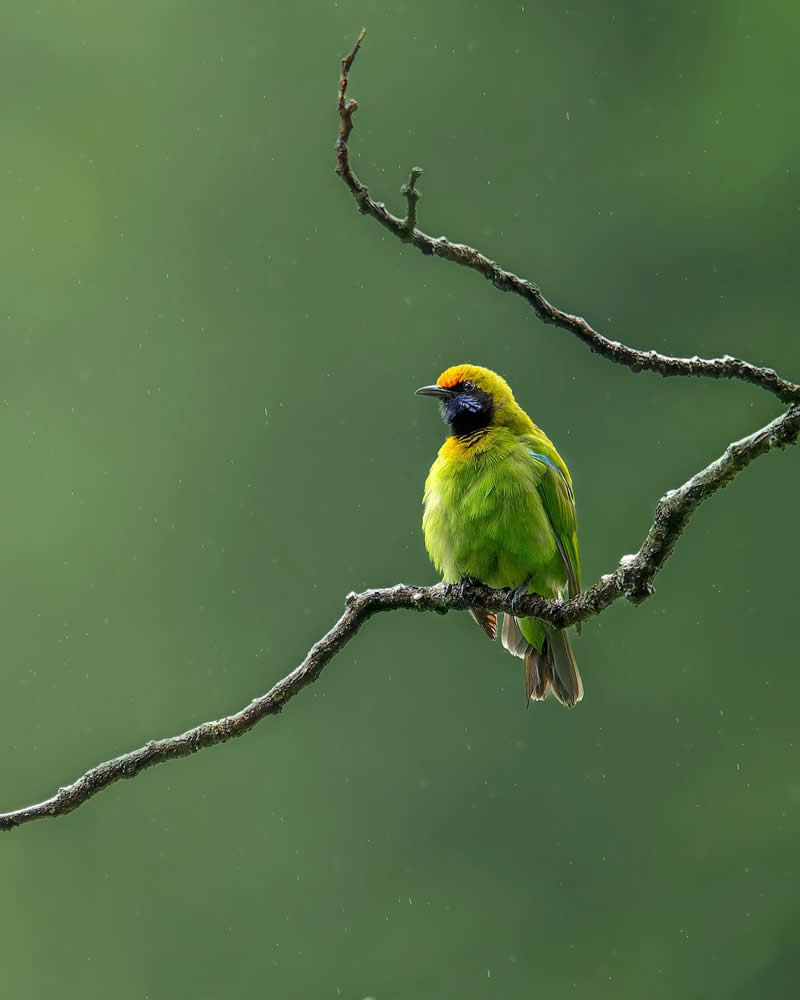 Indian Bird Photography by Subhash Saraff