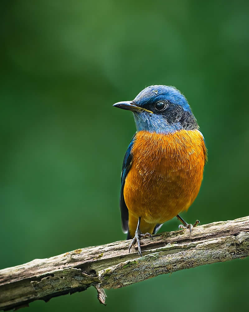 Indian Bird Photography by Subhash Saraff