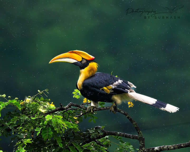 Indian Bird Photography by Subhash Saraff