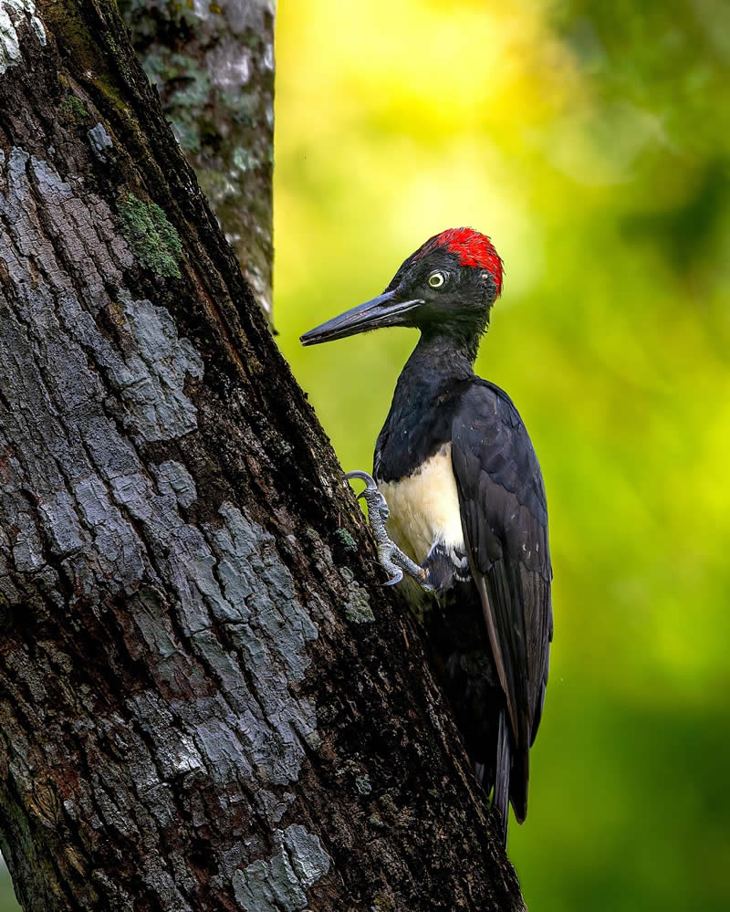 Indian Bird Photography by Subhash Saraff