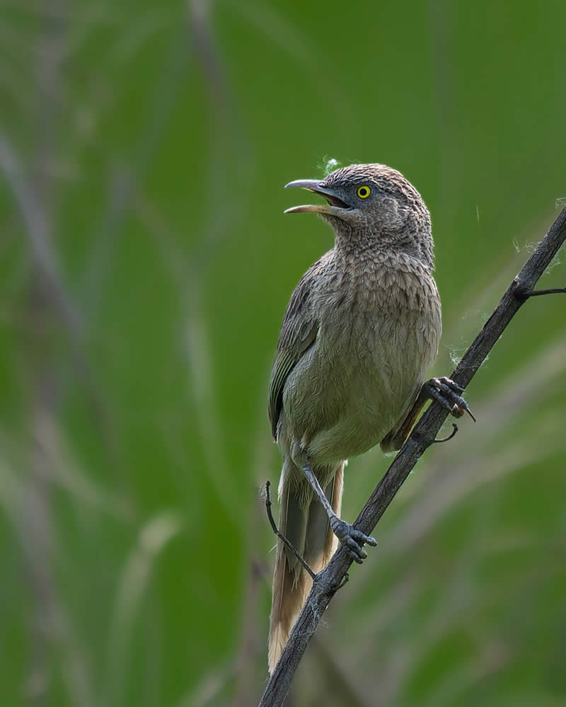 Indian Bird Photography by Subhash Saraff