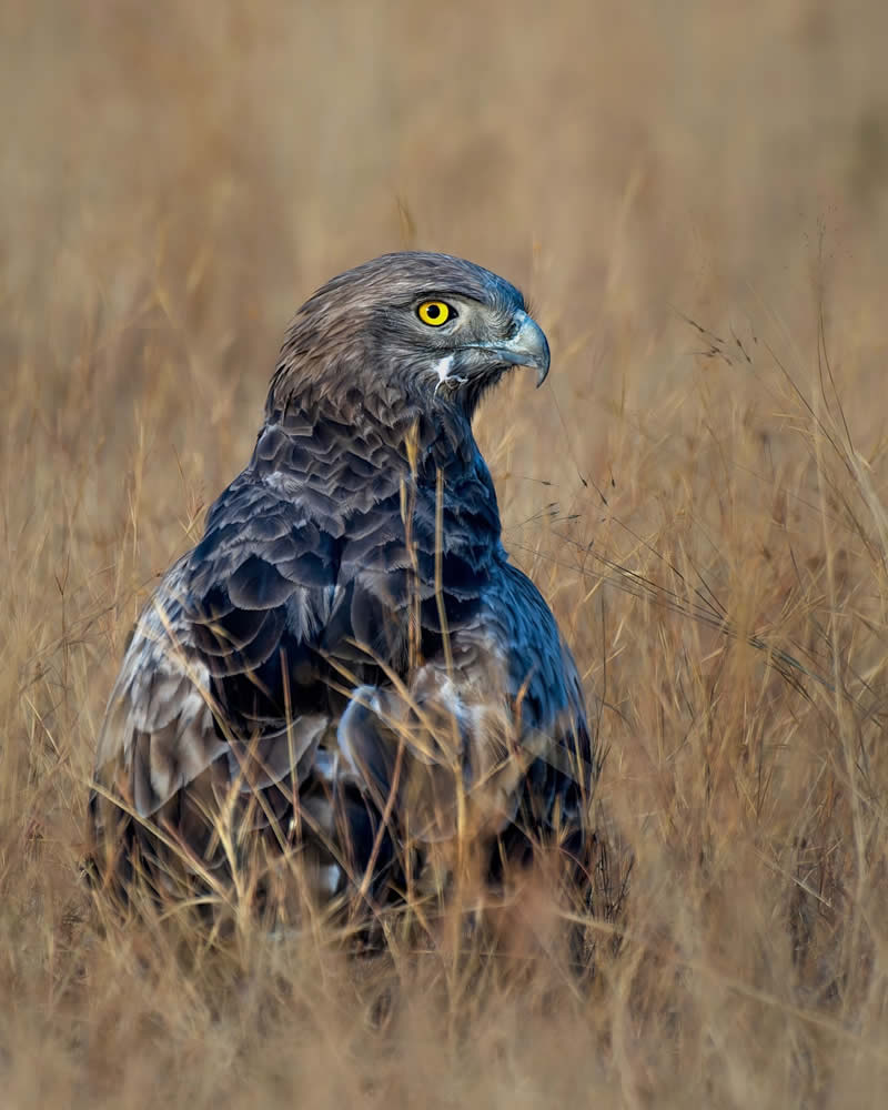 Indian Bird Photography by Subhash Saraff