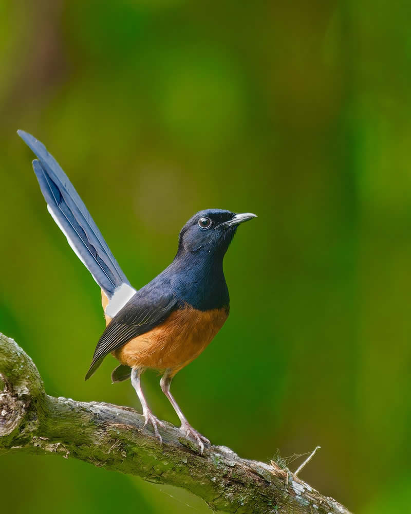 Indian Bird Photography by Subhash Saraff