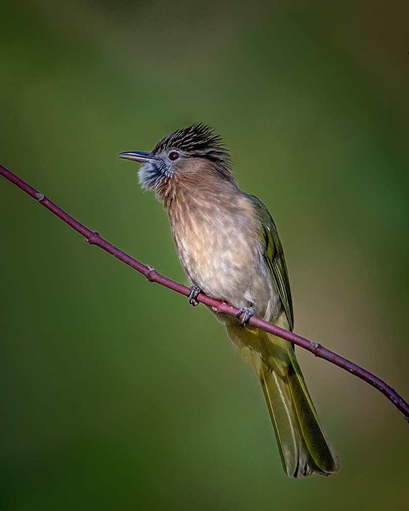 Indian Bird Photography by Subhash Saraff