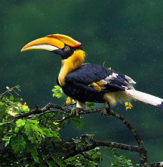 Nature Photographer Subhash Saraff Captures Magical Bird Photographs in the Forests of India