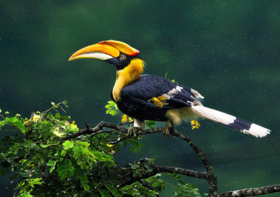 Nature Photographer Subhash Saraff Captures Magical Bird Photographs in the Forests of India