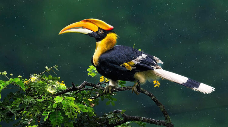 Indian Bird Photography by Subhash Saraff