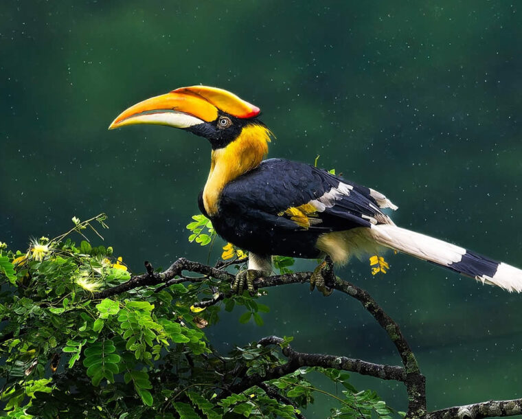 Nature Photographer Subhash Saraff Captures Magical Bird Photographs in the Forests of India