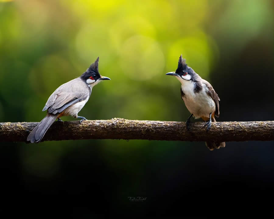 Indian Bird Photography by Tushar Tandel