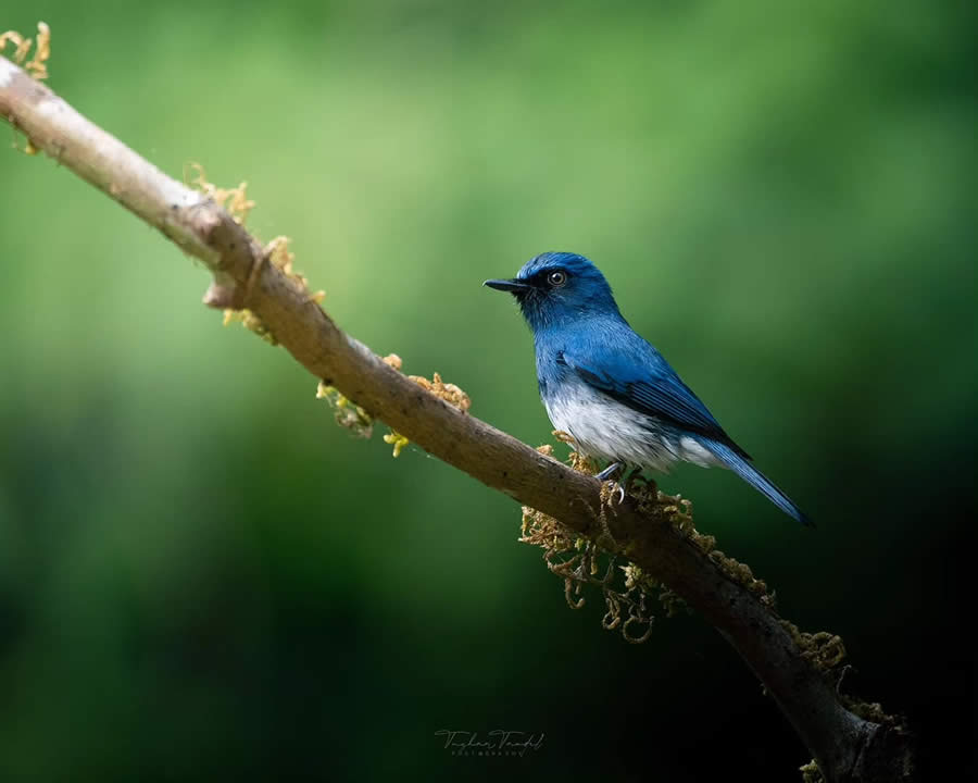 Indian Bird Photography by Tushar Tandel