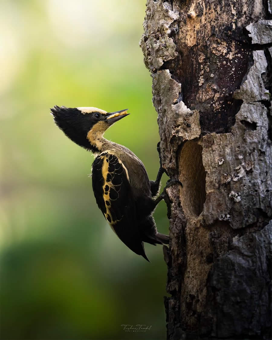 Indian Bird Photography by Tushar Tandel