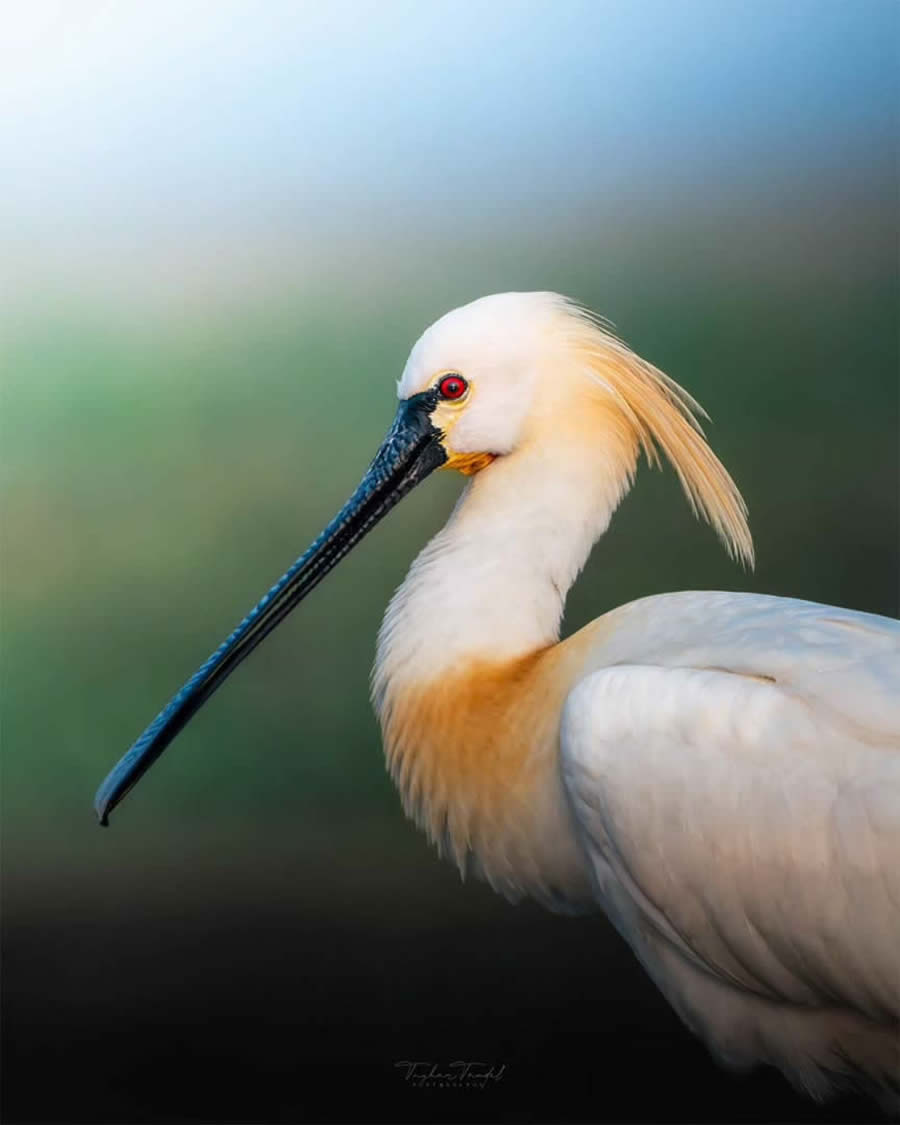 Indian Bird Photography by Tushar Tandel