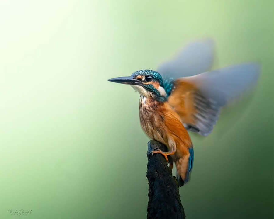 Indian Bird Photography by Tushar Tandel