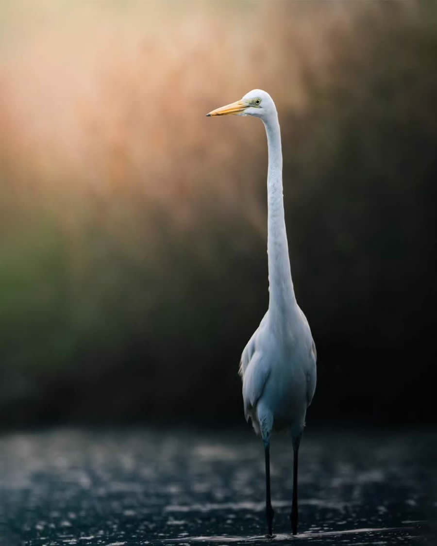 Indian Bird Photography by Tushar Tandel