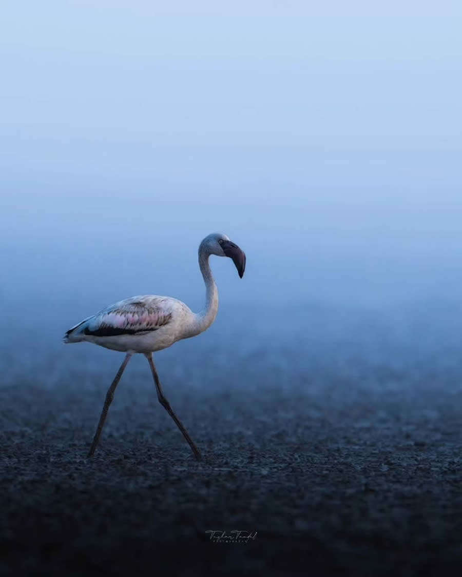 Indian Bird Photography by Tushar Tandel