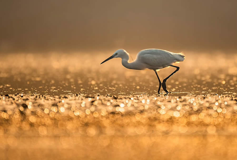 Indian Bird Photography by Tushar Tandel