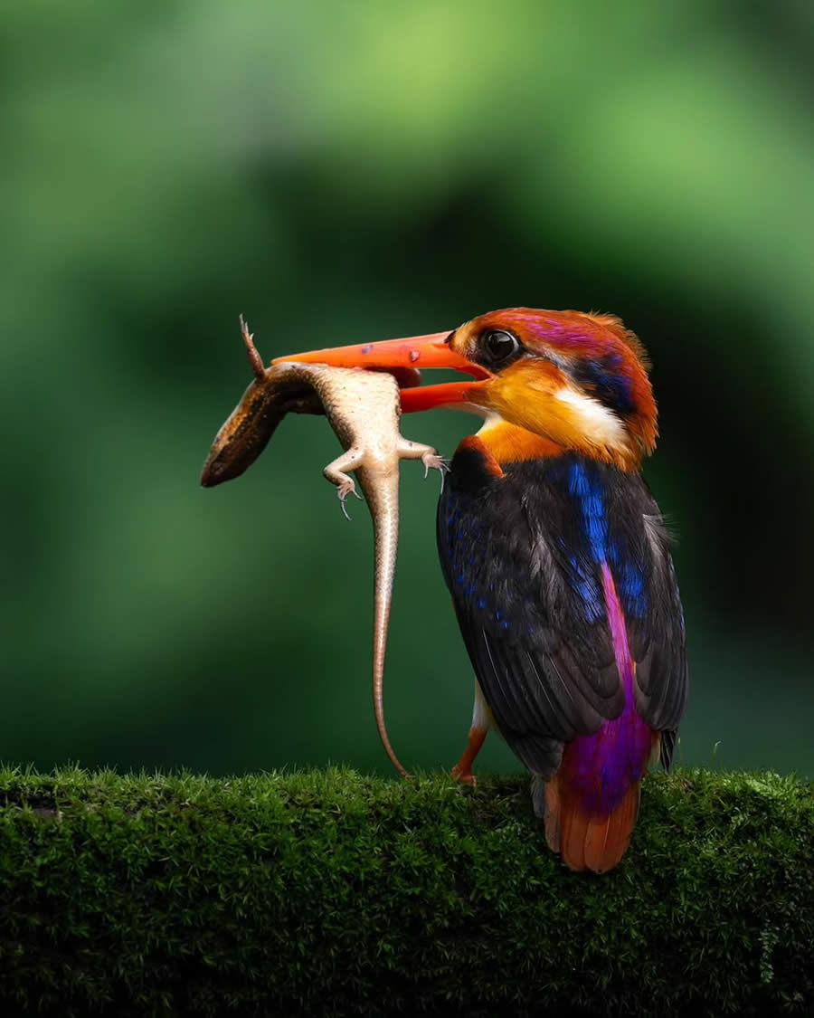 Indian Bird Photography by Tushar Tandel