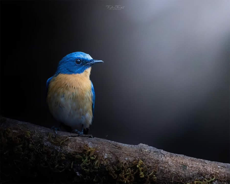 Indian Bird Photography by Tushar Tandel