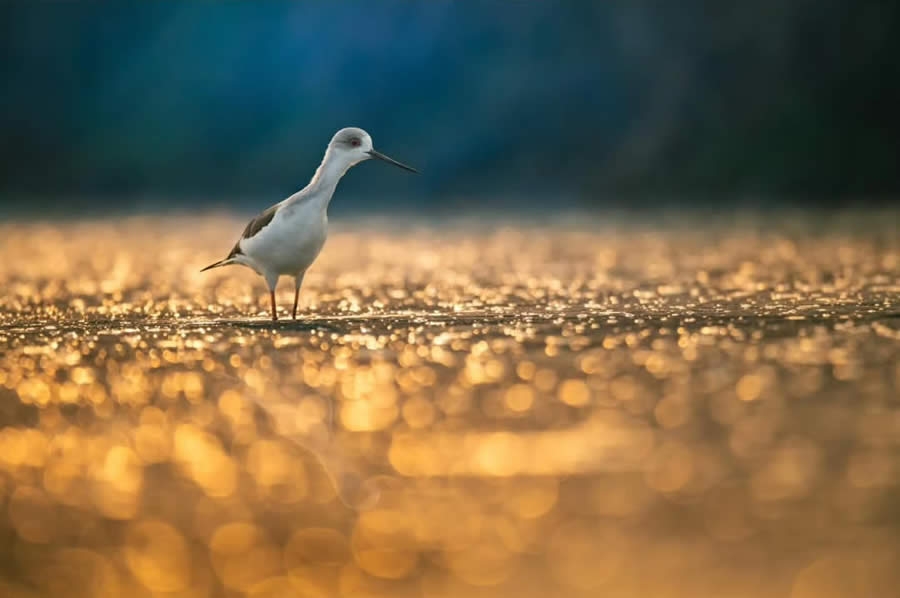 Indian Bird Photography by Tushar Tandel