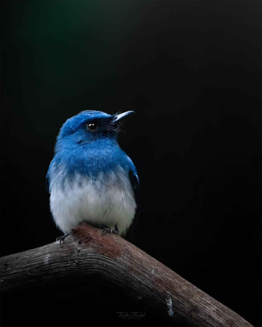 Indian Bird Photography by Tushar Tandel