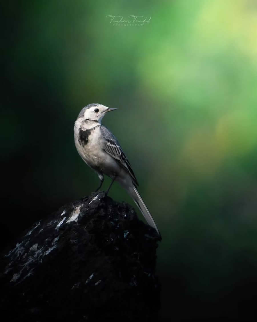 Indian Bird Photography by Tushar Tandel