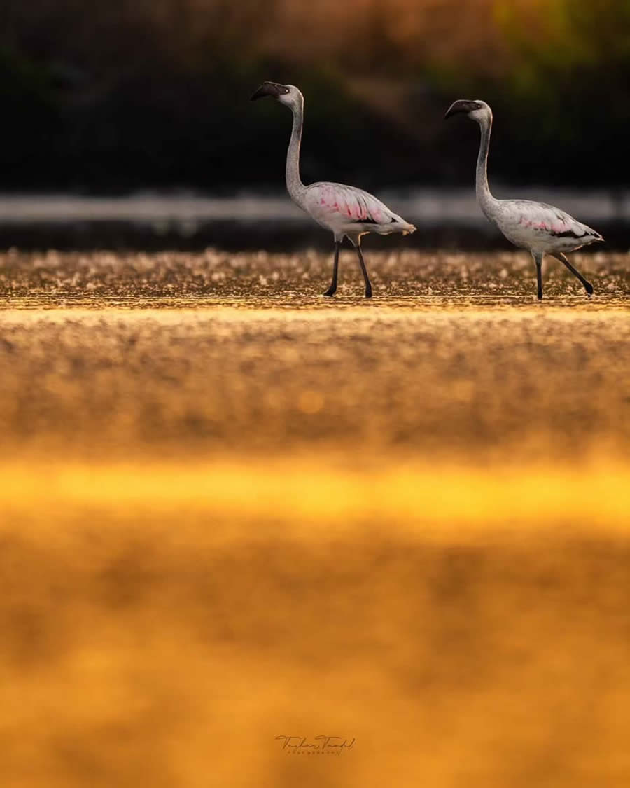 Indian Bird Photography by Tushar Tandel