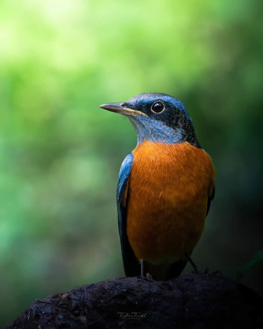 Indian Bird Photography by Tushar Tandel