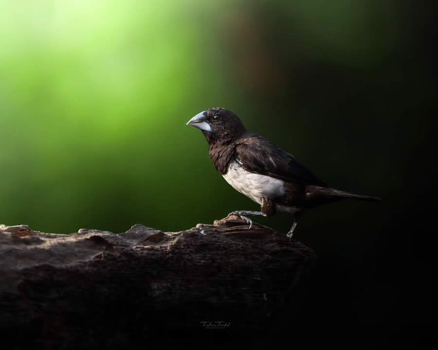 Indian Bird Photography by Tushar Tandel