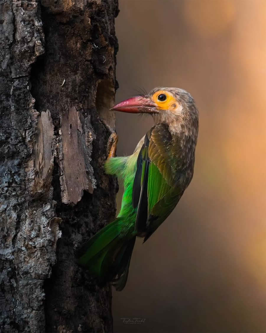 Indian Bird Photography by Tushar Tandel