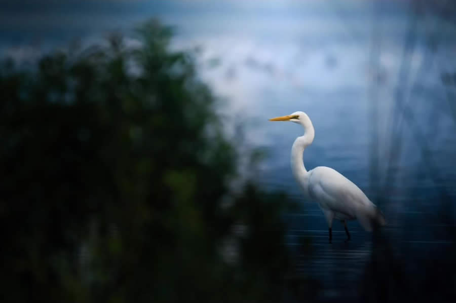 Indian Bird Photography by Tushar Tandel