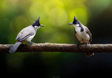 Indian Bird Photography by Tushar Tandel