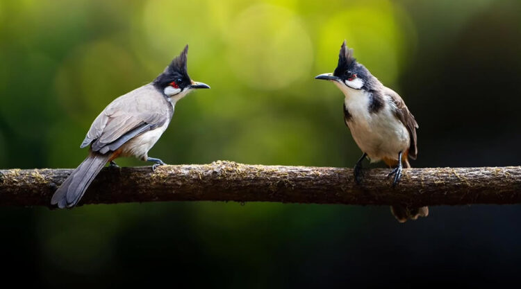 Indian Bird Photography by Tushar Tandel