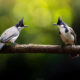 Indian Bird Photography by Tushar Tandel