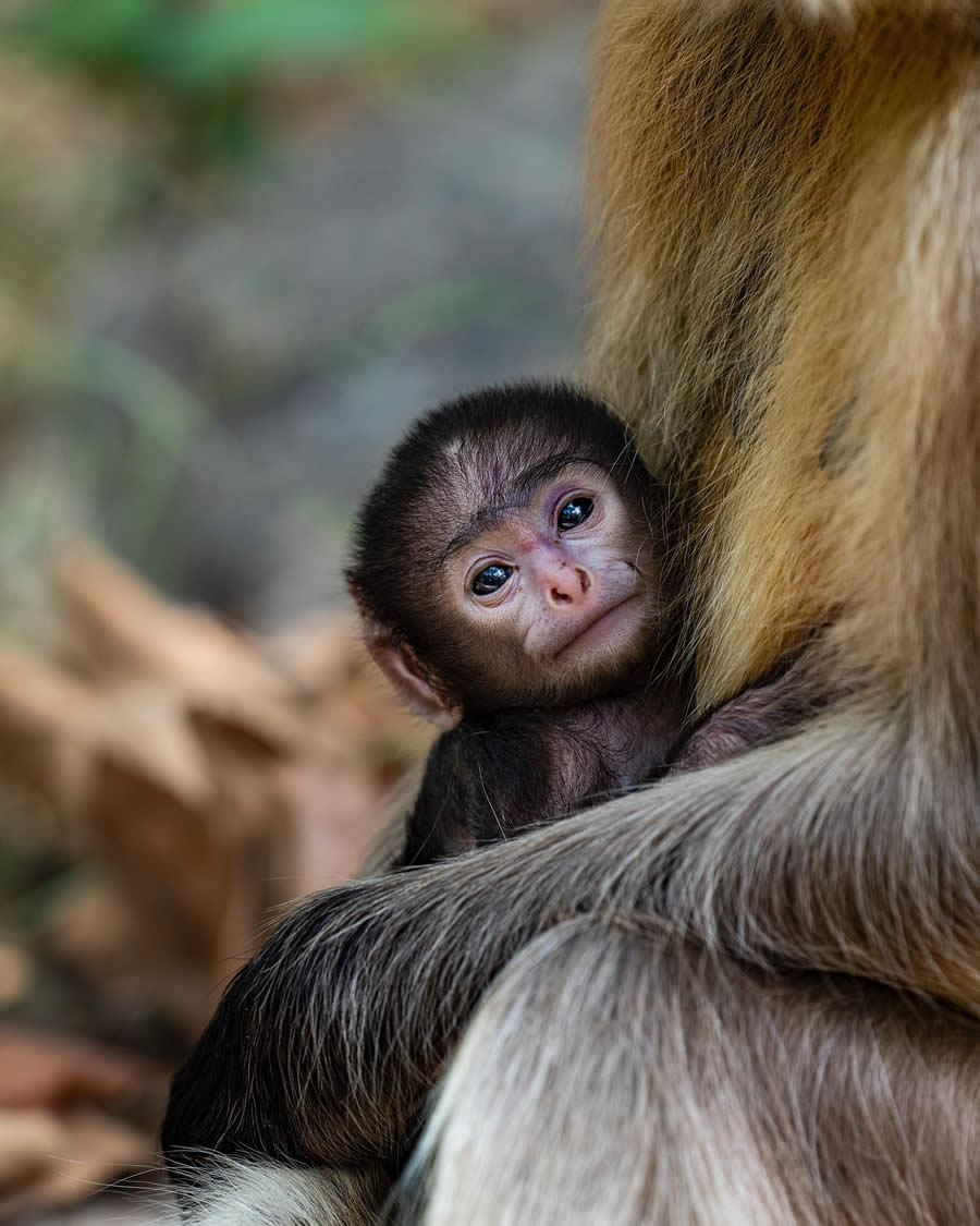 Wildlife Photography by Aarzoo Khurana