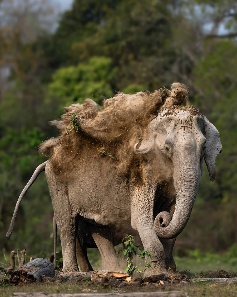 Wildlife Photography by Aarzoo Khurana