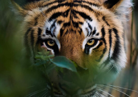 Indian Wildlife Photographer Aarzoo Khurana Captures Stunning Photos of Animals in Their Natural Habitat