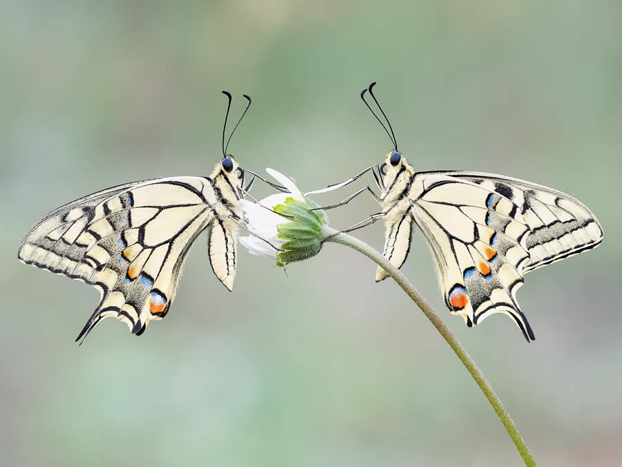 Macro Photography of Insects by Marta Albareda